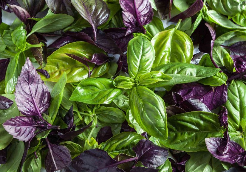 17 Types of Basil to Grow in Your Herb Garden