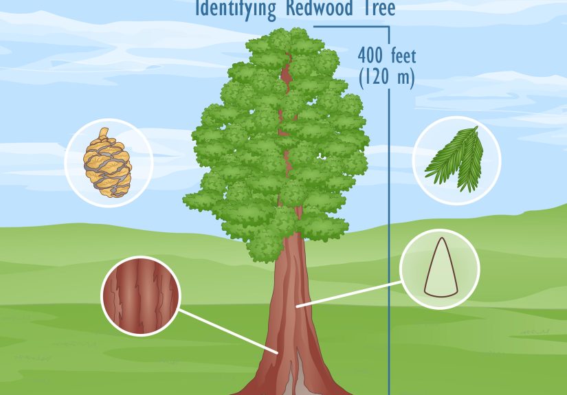 3 Ways to Identify a Redwood Tree