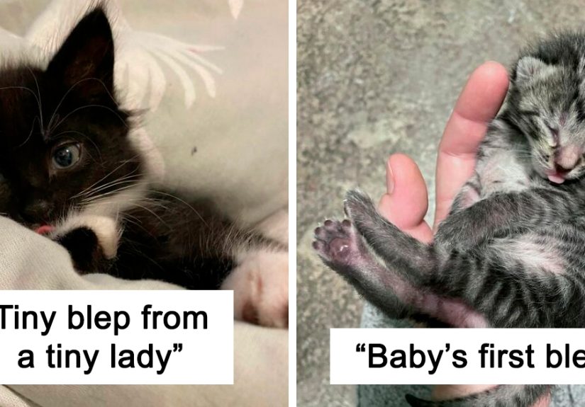 40 Cats That Forgot To Put Their Tongue Back In And Had The Derpiest Faces On Them