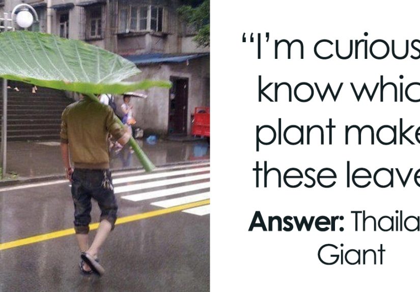 40 Of The Most Mysterious Plants These People Found And Asked What They Are