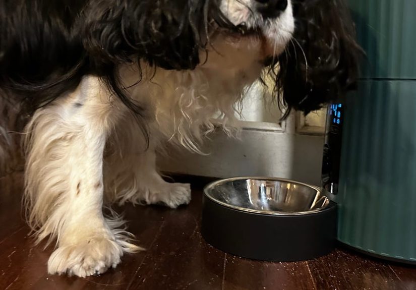 5 Best Automatic Dog Feeders of 2024, Tested