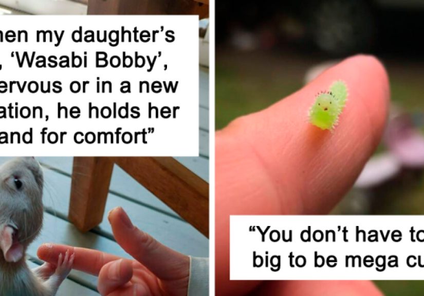 50 Adorable Animals That Might Brighten Up Your Day