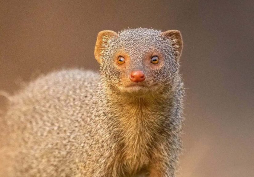 50 Brilliant Wildlife Photos By This Photographer That Celebrate The Beauty Of The Wild