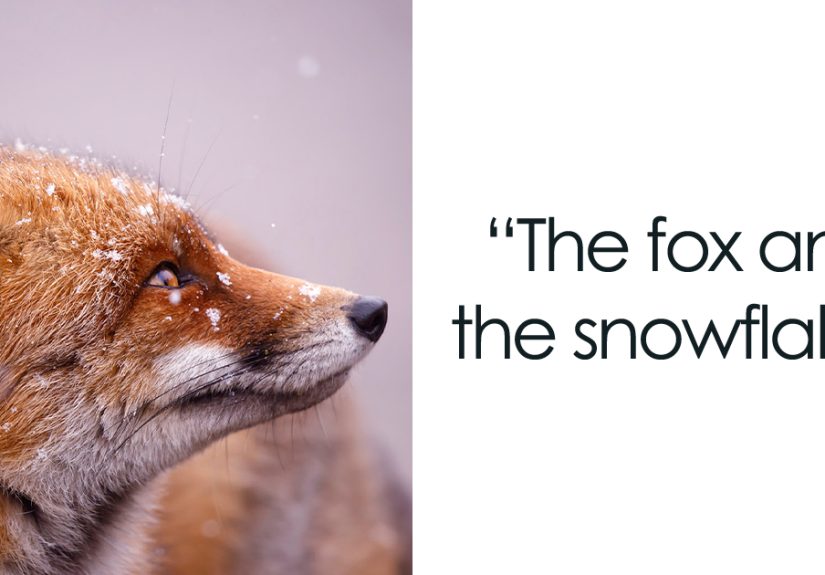 A Little Touch Of Red In My Color Palette: I Took Pictures Of Foxes In The Snow (19 New Pics)