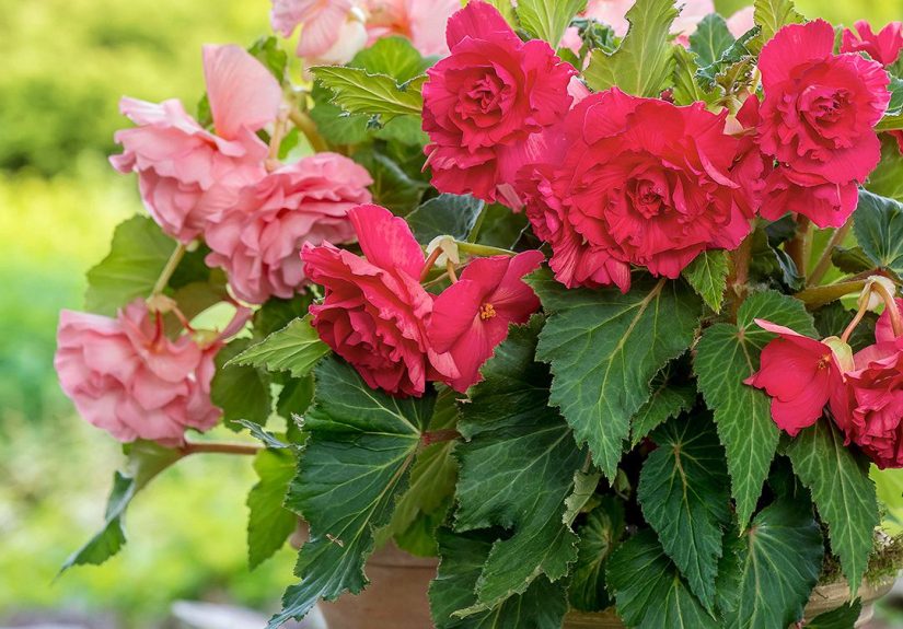 Begonia Care and Varieties You Should Try