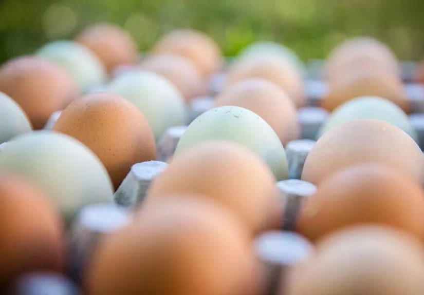 Best Eggs To Buy: When Labels Matter Most