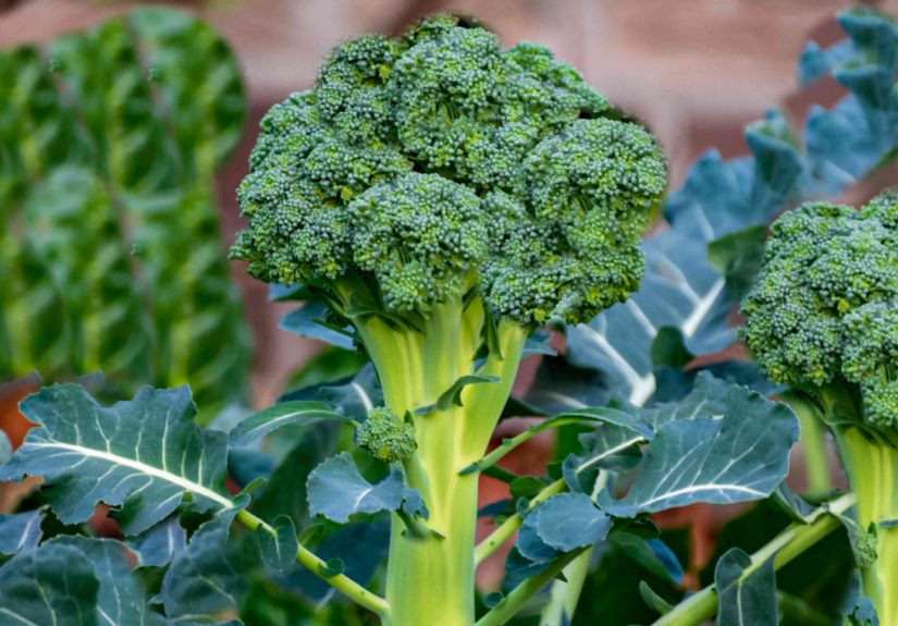 Broccoli Companion Plants: the Good and the Bad