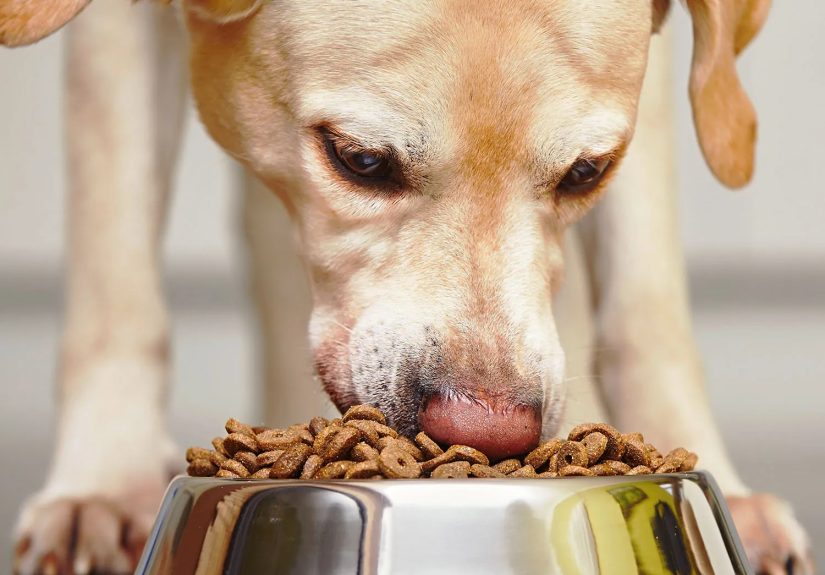 Healthy Dogs Guide: Diet and Nutrition Tips