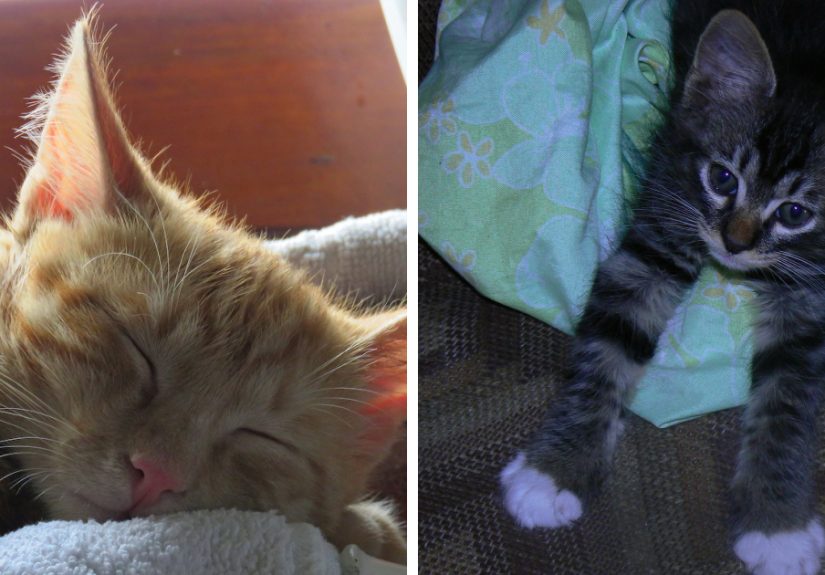Hey Pandas, Post The Cutest Pic Of Your Cat (Closed)