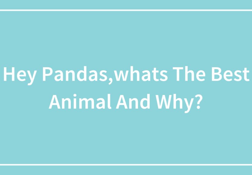 Hey Pandas,whats The Best Animal And Why?