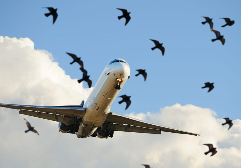 How Do Birds Fly? - How Do Airplanes Fly? - Drag and Lift
