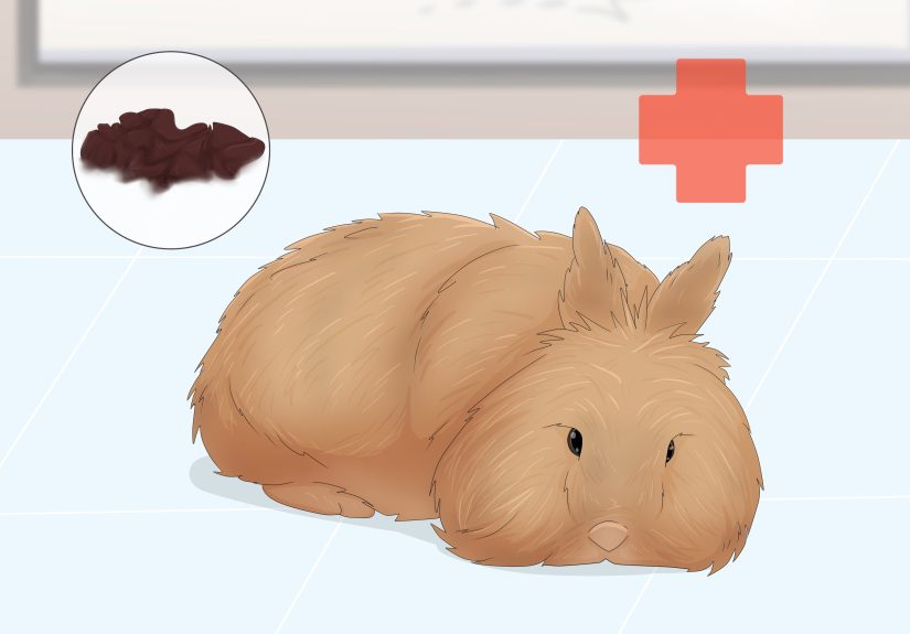 How to Care for Lionhead Rabbits: 13 Steps