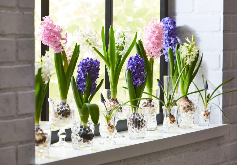 How to Grow Hyacinth Bulbs in a Vase for Blossoms in the Winter