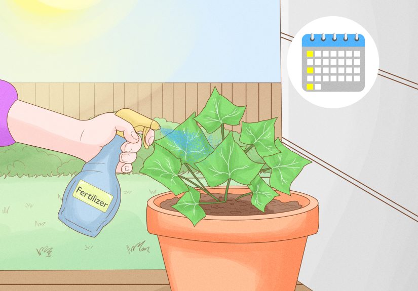 How to Grow Ivy in a Pot: A Beginner’s Planting Guide