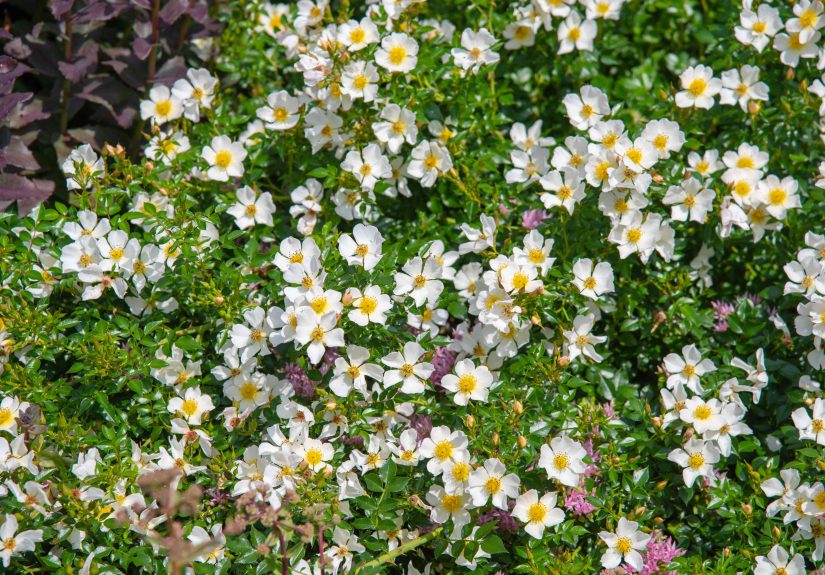How to Identify and Remove Multiflora Rose