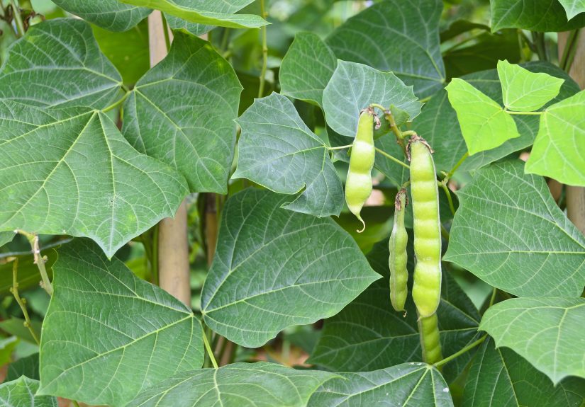 How to Plant and Grow Jicama