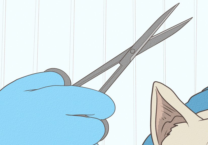 How to Treat Breathing Problems in French Bulldogs: 13 Steps