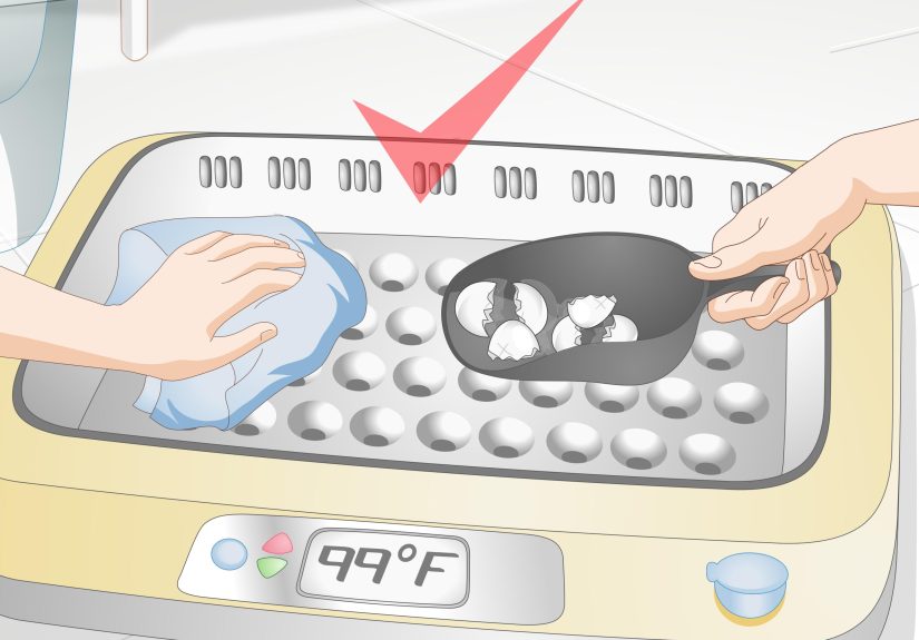How to Use an Incubator to Hatch Eggs