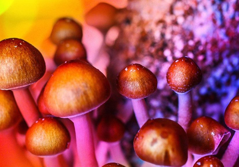 Medical Benefits of Magic Mushrooms