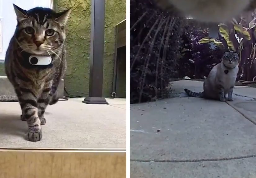 Meet Gonzo, The Romantic Trash-Collecting Cat Who Is Winning Hearts Worldwide