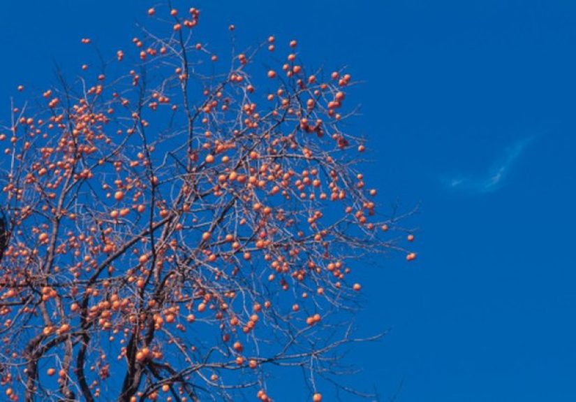 Persimmon Trees in New York State