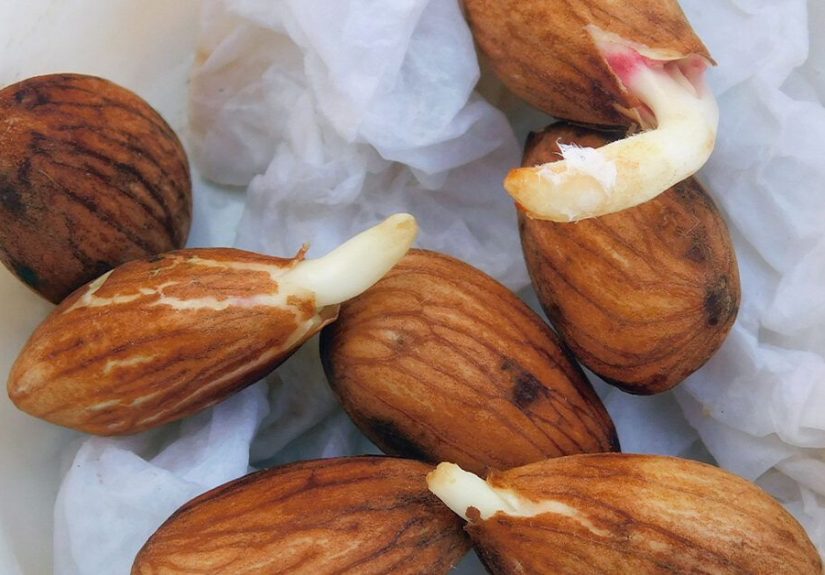 Sprouted Nuts: Nutrition, Benefits, and How to Do It