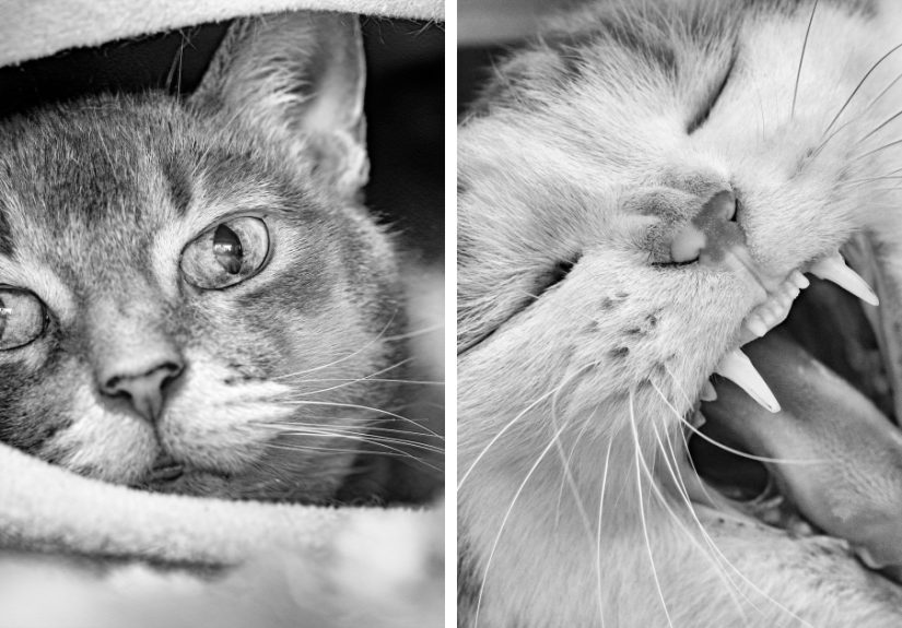 There Aren’t Enough Black And White Photographs Of Cats, Nor Can There Be, So Here Are Mine