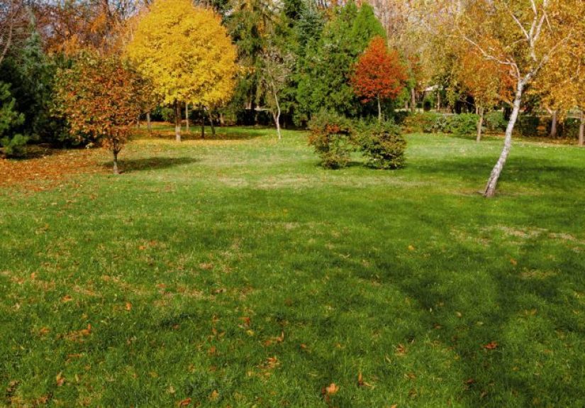 When Should I Stop Watering My Lawn in the Fall?