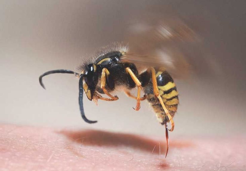 Yellow Jacket Stings: Symptoms, Treatment, and How to Avoid Them