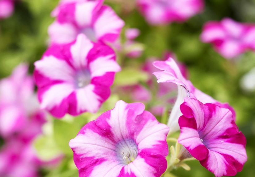 11 Best Full-Sun Annuals to Add Color in the Heat of Summer