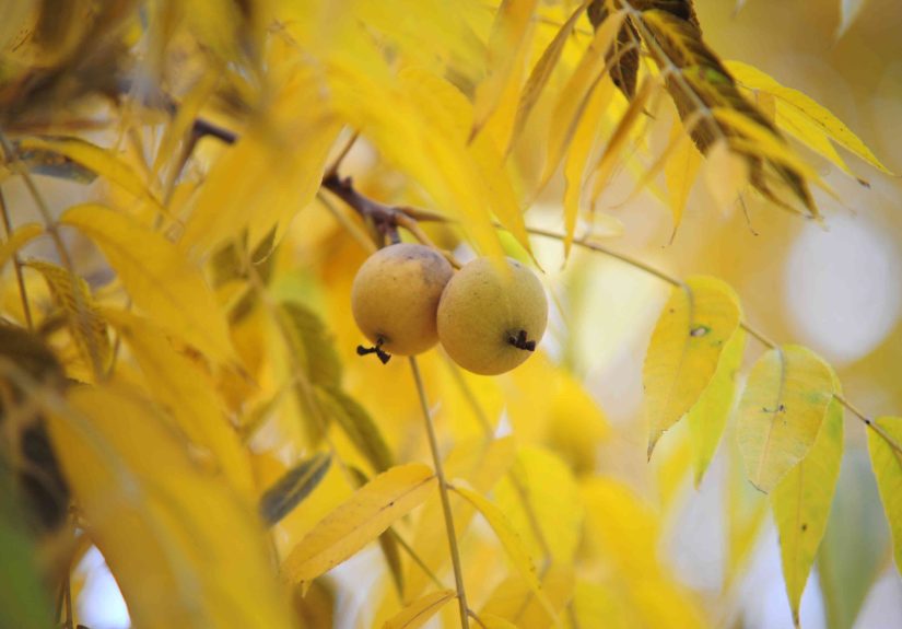 11 Species of Walnut Trees for North American Landscapes