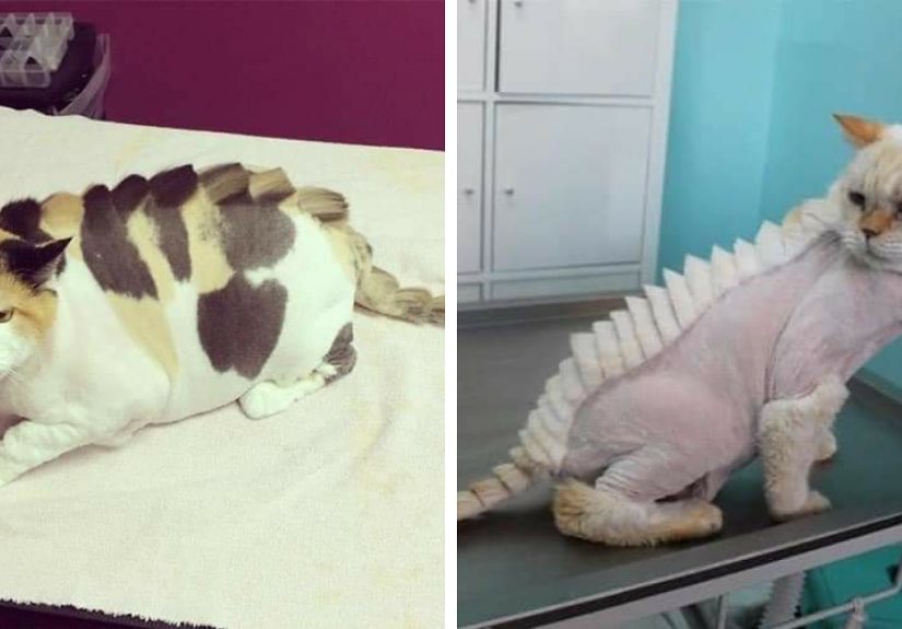 20 Adorable Cats With Dragon Hair Cuts