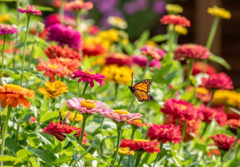 3 Important Attractions in Every Successful Pollinator Garden - Bob Vila