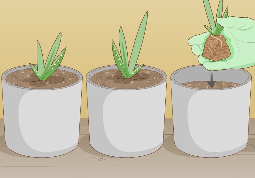 3 Simple Ways to Force Bloom on Aloe Vera