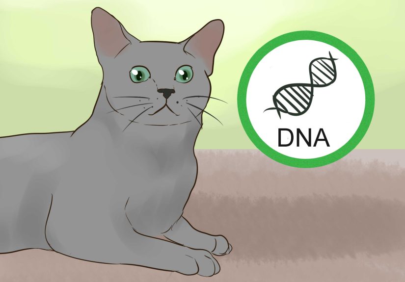 3 Ways to Identify a Korat Cat