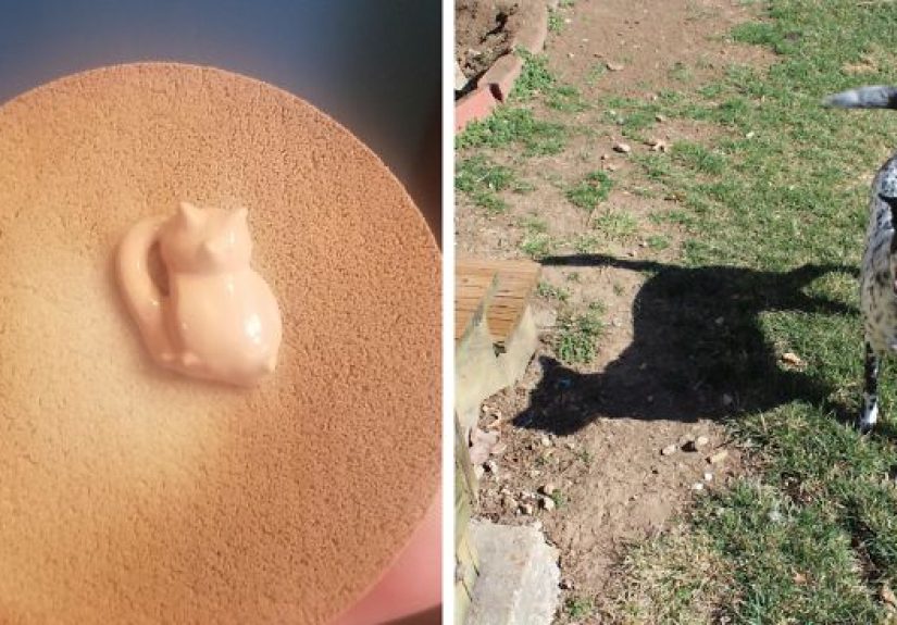 30 Times People Saw Cats In Unexpected Places And Decided To Snap Some Pics