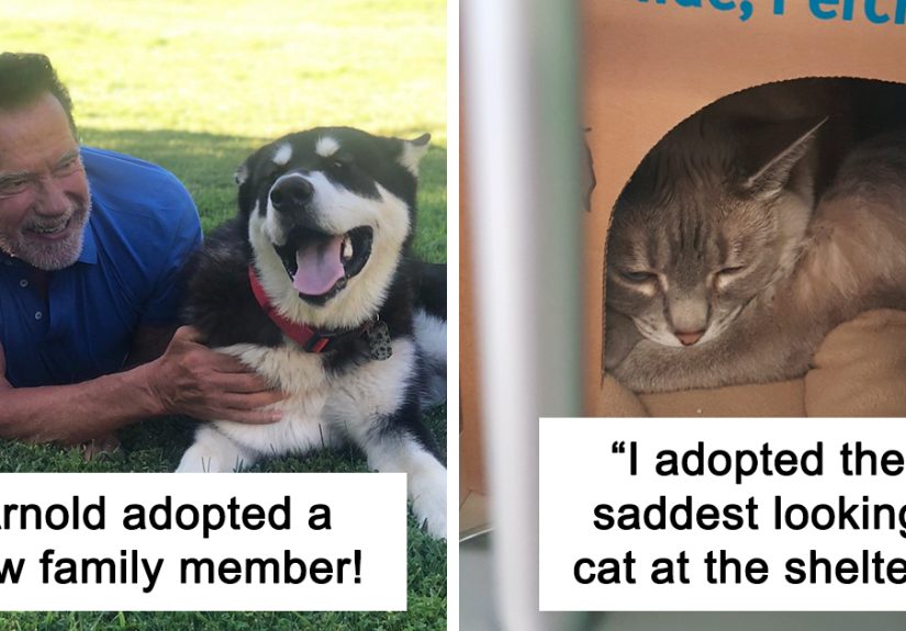 50 Most Wholesome Rescue Pet Photos Of The Month (July Edition)