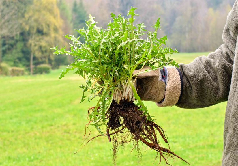 6 Genius Tips to Get Rid of Weeds Fast Before They Take Over Your Yard