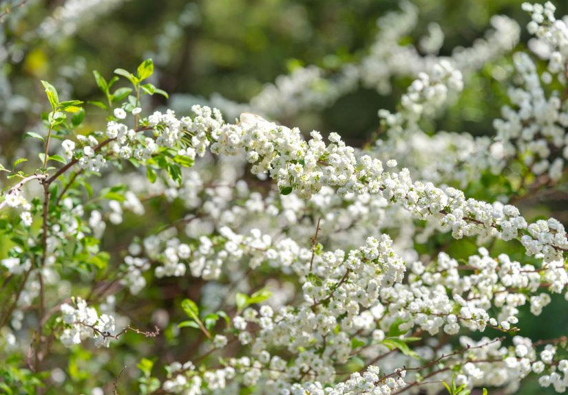 7 Hardy Shrubs You Should Plant in September That Will Last All Winter