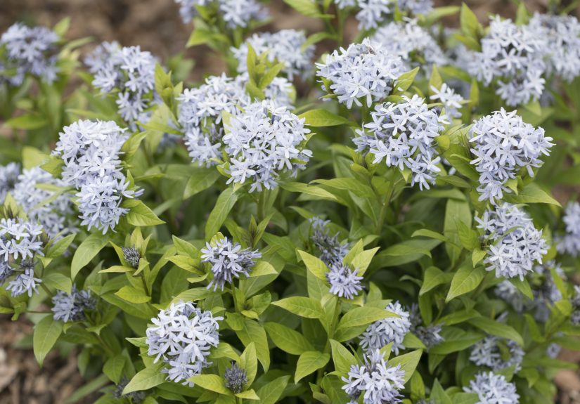 7 Perennials You Should Plant in October for the Best Spring Blooms