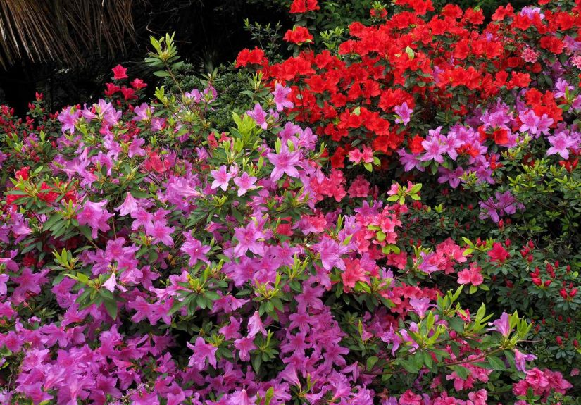 7 Plants You Should Never Prune in Fall