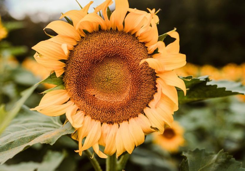 Are Sunflower Seeds Good for Weight Loss?