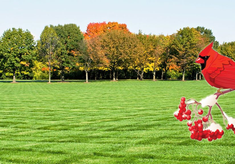 Best Grass Seed For Ohio - The Complete Guide To A Great Ohio Lawn