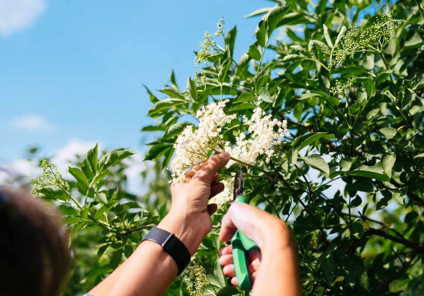 Best Recipes Using Elderflower Cordial