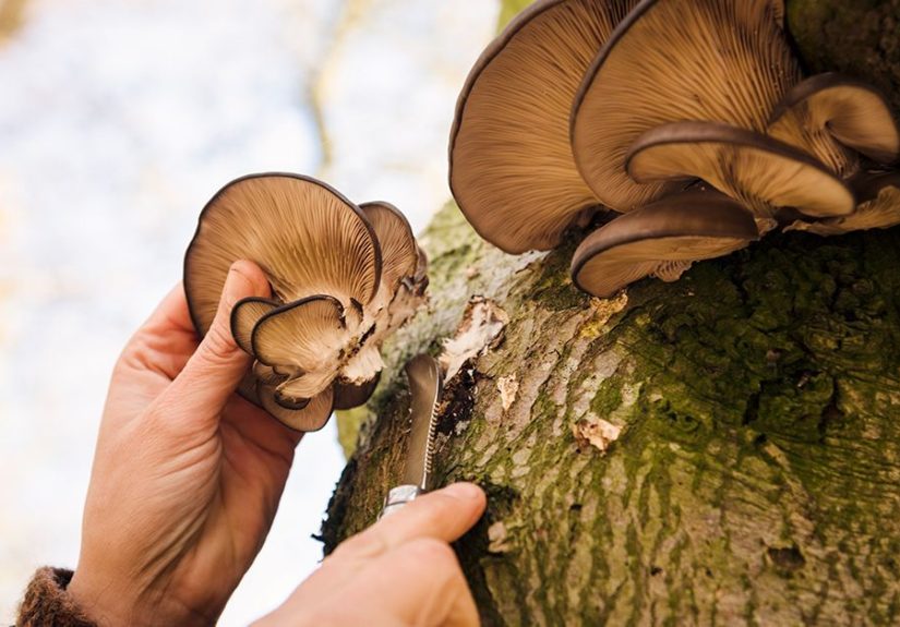 Foraging for Food: Tips, Common Foods, Safety, and More