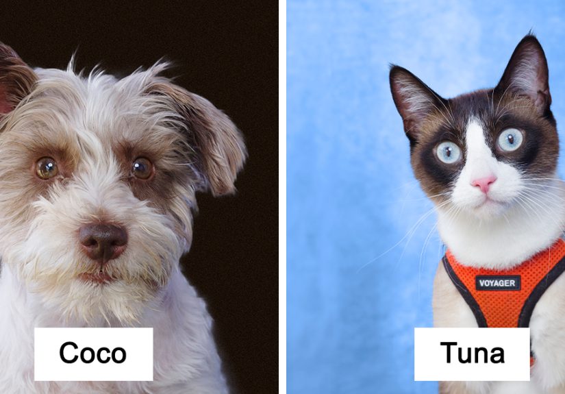 From Funny Faces To Tender Gazes: I Try To Capture Every Pet's True Personality (20 Pics)