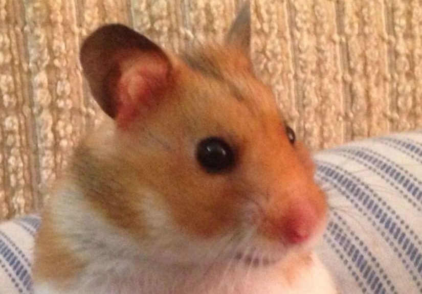 Funny Hamster Names