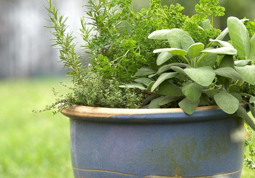 Grow These 13 Herbs in Pots for a Fragrant Garden Almost Anywhere