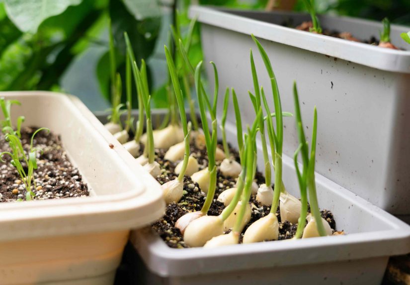 Growing Garlic? Here’s How Long It Actually Takes to Grow
