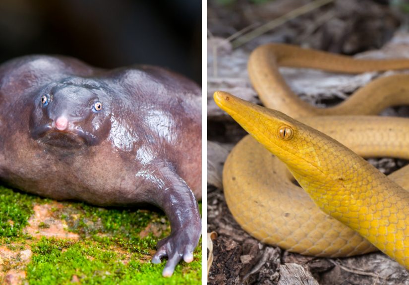 Here Are Some Of The Oddest Animals On Earth Collected By Me